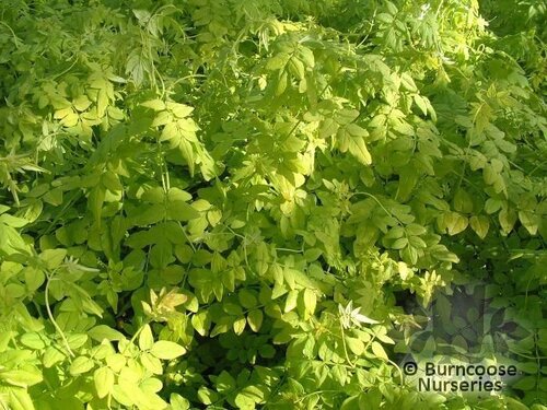 JASMINUM officinale affine 'Fiona Sunrise' 