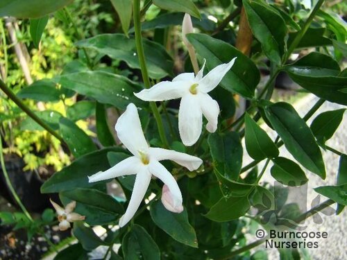 JASMINUM polyanthum  