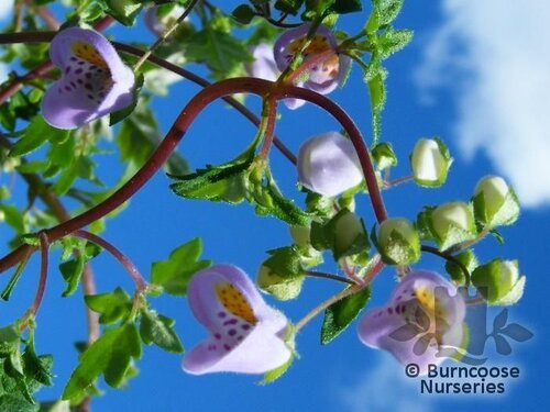 JOVELLANA   