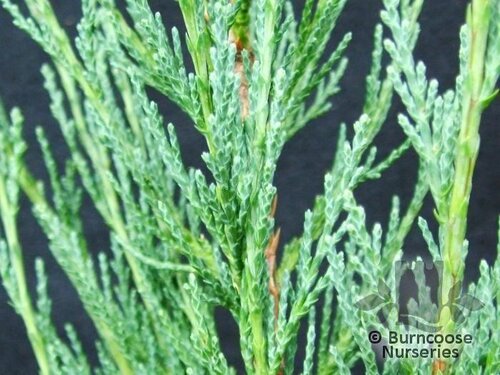 JUNIPERUS scopulorum 'Skyrocket' 