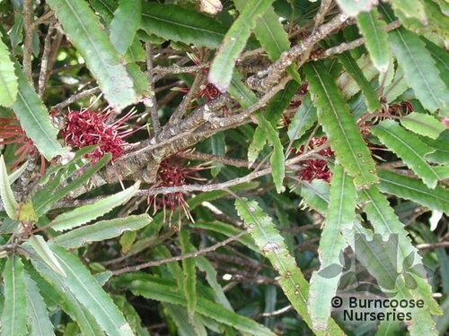 KNIGHTIA excelsa  