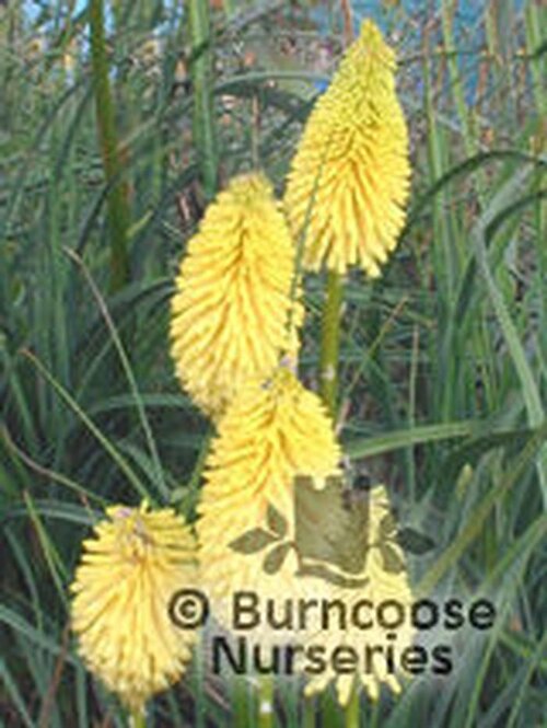 KNIPHOFIA 'Bees Lemon'  