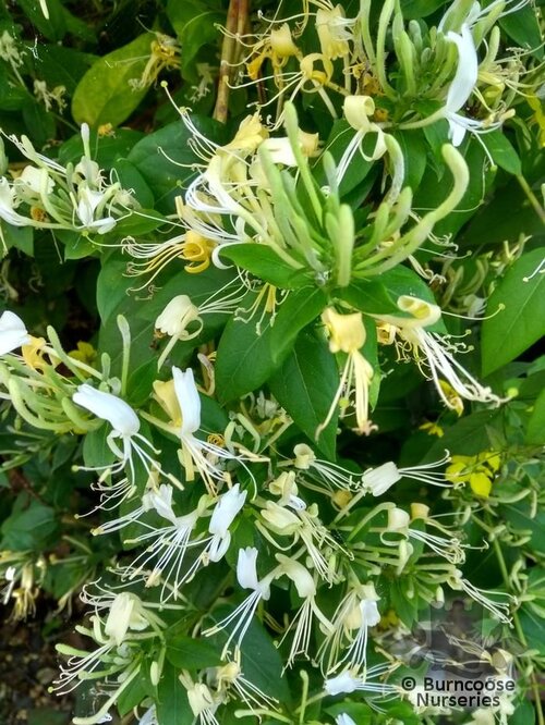 LONICERA similis var delavayi 