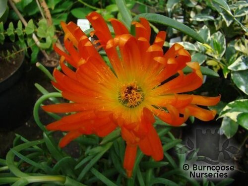 LAMPRANTHUS orange  