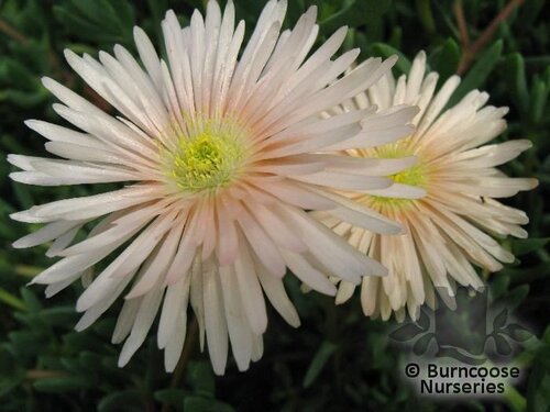 LAMPRANTHUS peach  