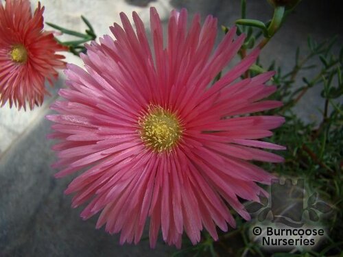 LAMPRANTHUS pink  