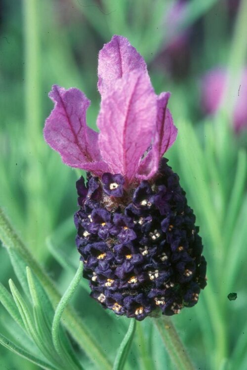 LAVANDULA stoechas 'Fathead' 
