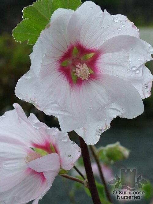 LAVATERA 'Barnsley'  