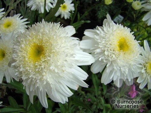 LEUCANTHEMUM x superbum 'Wirral Supreme' 