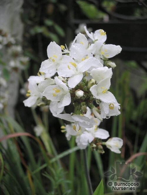 LIBERTIA grandiflora  