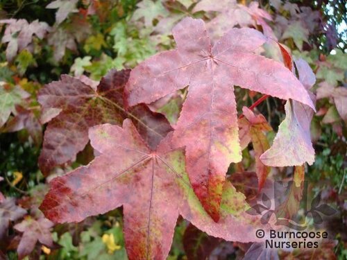 LIQUIDAMBAR styraciflua  