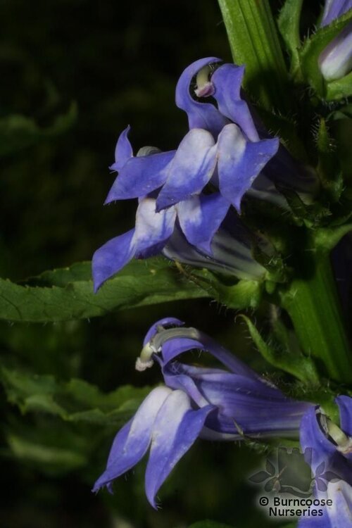 LOBELIA siphilitica  