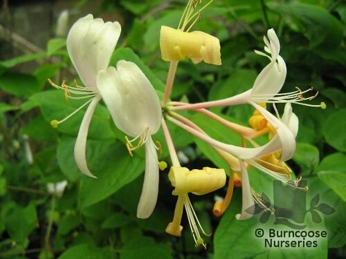 LONICERA x americana  