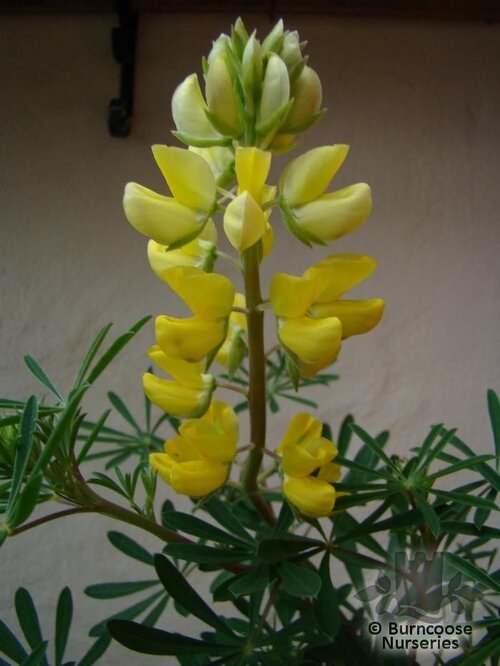LUPINUS arboreus  