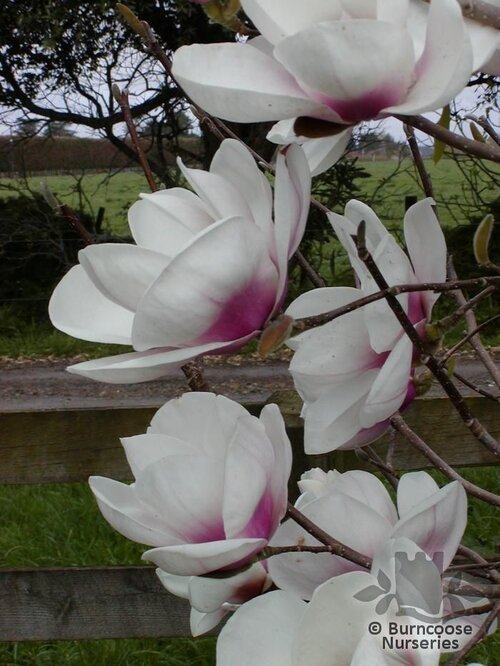 MAGNOLIA 'Athene'  