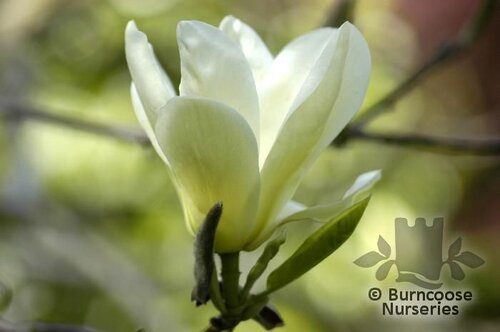 MAGNOLIA 'Elizabeth'  