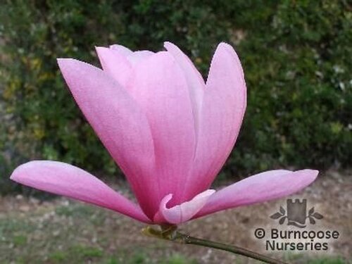 MAGNOLIA 'Galaxy'  