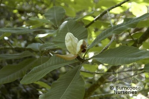 MAGNOLIA obovata  