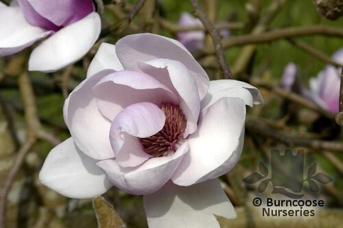 MAGNOLIA 'Iolanthe'  