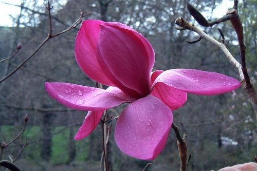 MAGNOLIA 'J.C. Williams'  