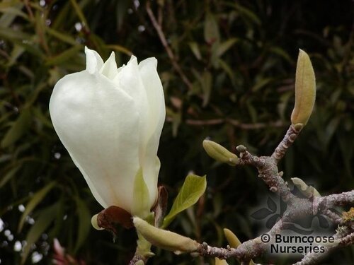 MAGNOLIA 'Pickard's Snow Queen'  