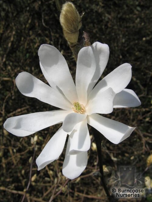MAGNOLIA stellata 'Water Lily' 