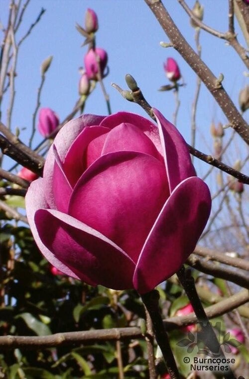 MAGNOLIA 'Sweet Valentine'  