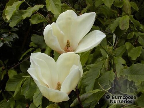 MAGNOLIA 'Yellow Lantern'  