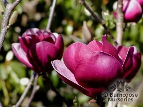 MAGNOLIA 'Sweet Merlot'  