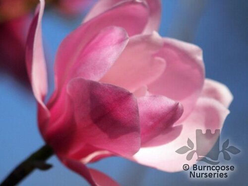 MAGNOLIA dawsoniana 'Chyverton Red' 
