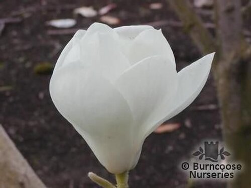 MAGNOLIA denudata  