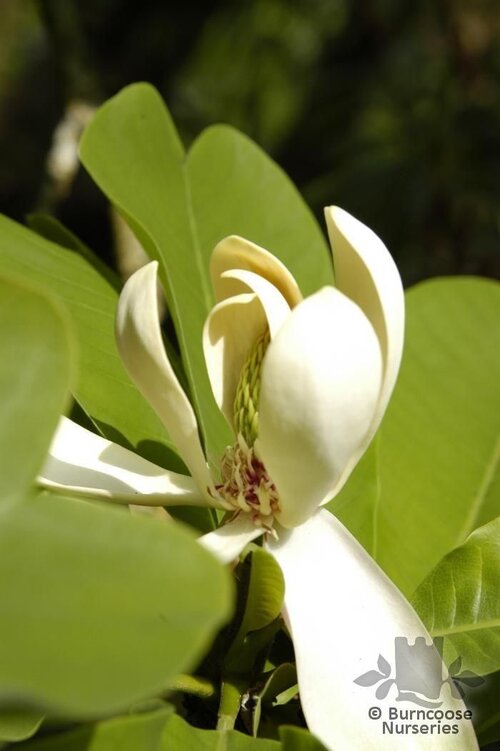 MAGNOLIA officinalis  