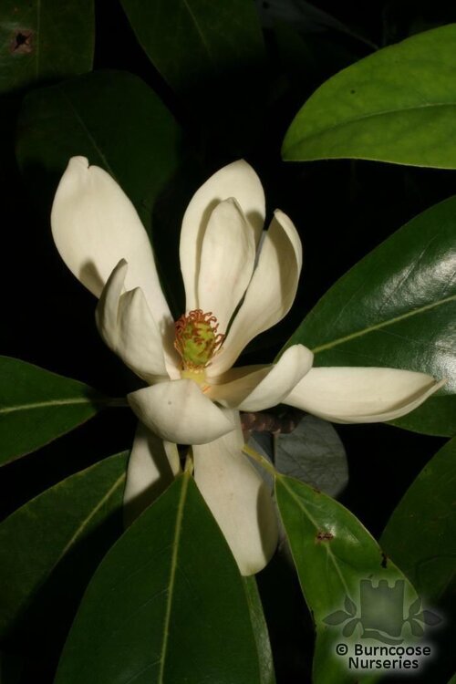 MAGNOLIA virginiana  