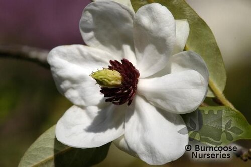 MAGNOLIA wilsonii  