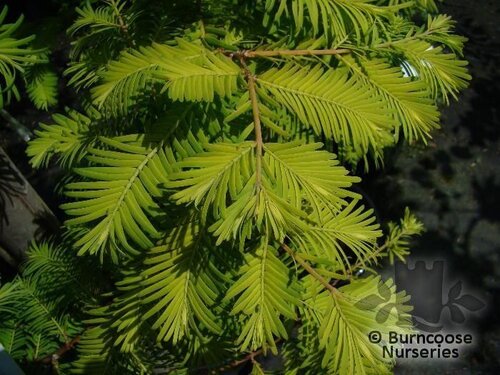 METASEQUOIA   