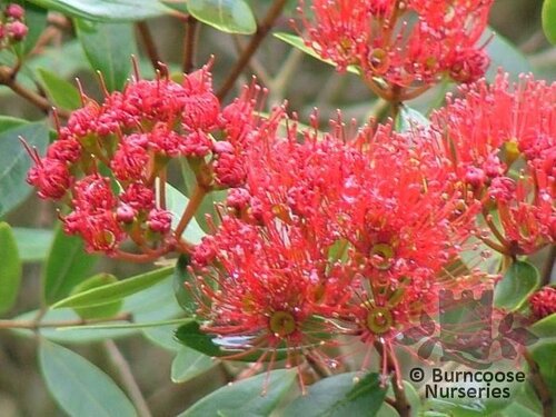 METROSIDEROS robusta  