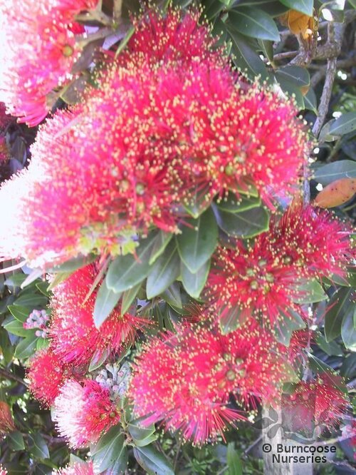 METROSIDEROS umbellata  