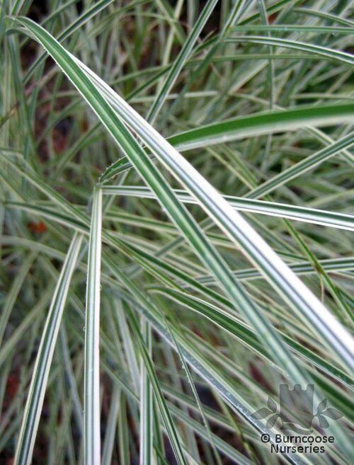 MISCANTHUS   