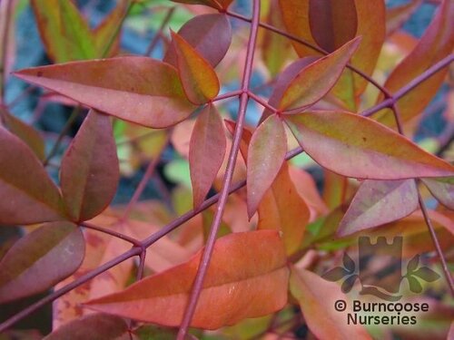 NANDINA domestica  