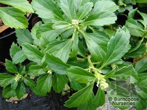 PACHYSANDRA terminalis 'Green Carpet' 