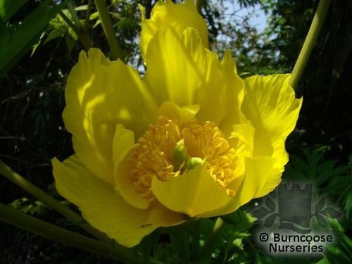 PAEONIA lutea  