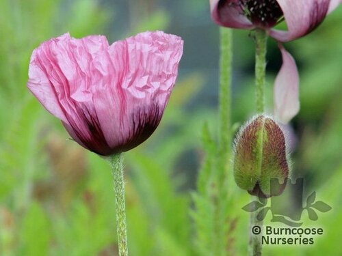 PAPAVER   