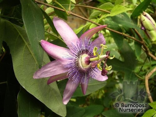 PASSIFLORA 'Amethyst'  
