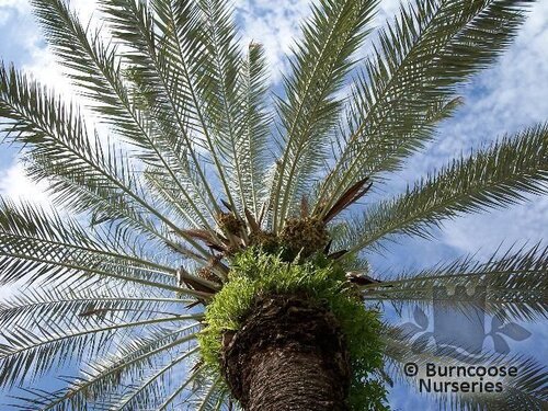 PHOENIX canariensis  