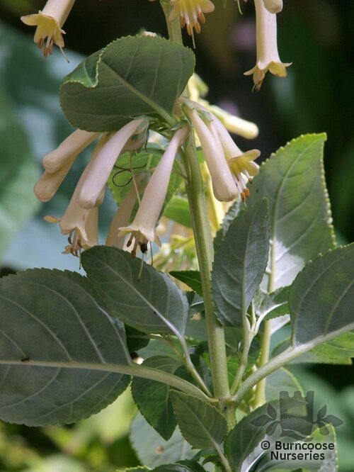 PHYGELIUS x rectus 'Moonraker' 