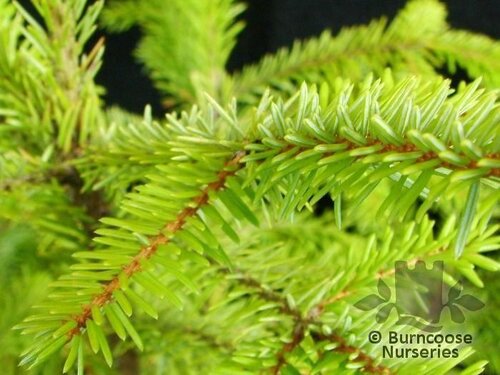 PICEA omorika  