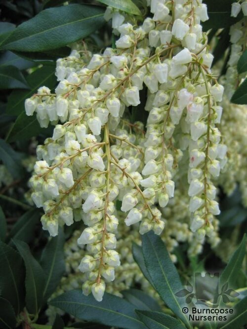 PIERIS forrestii 'Forest Flame' 