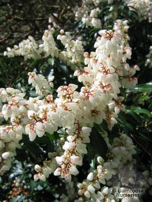 PIERIS japonica 'Purity' 