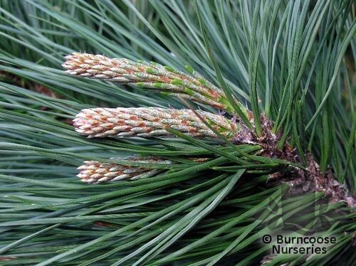 PINUS radiata  