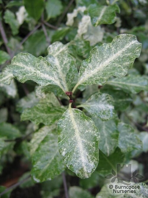 PITTOSPORUM tenuifolium 'Irene Paterson' 